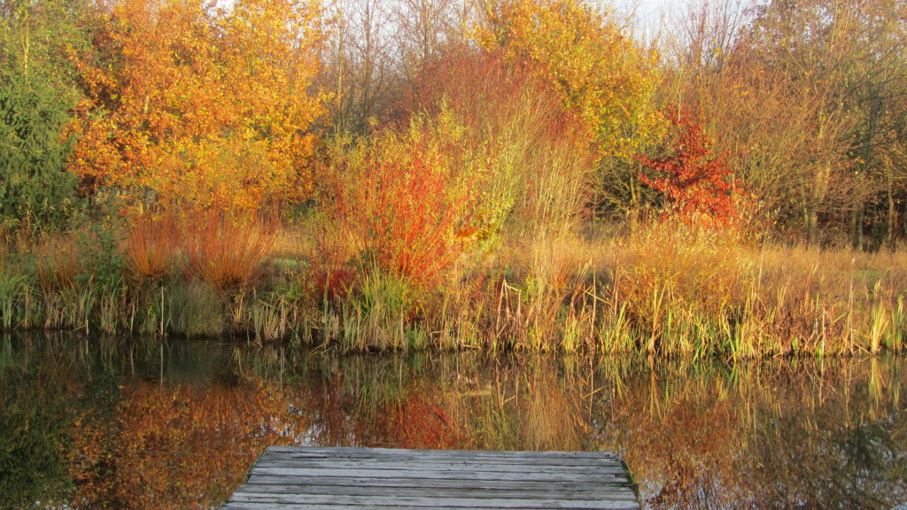 The Lake Autumn 2011