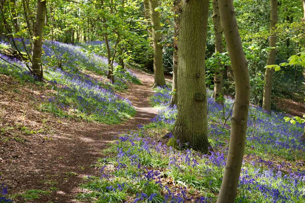 Romantic walk in the bluebell woods