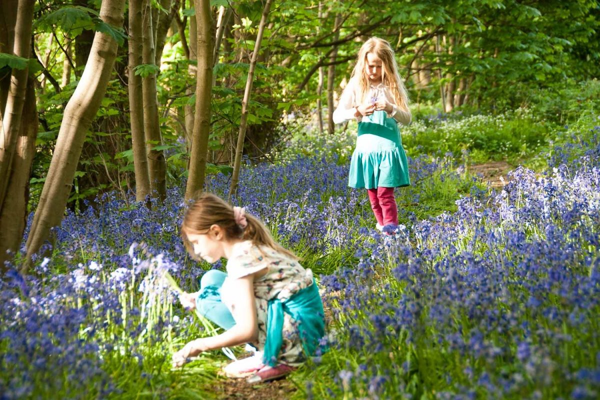 The Bluebell woods