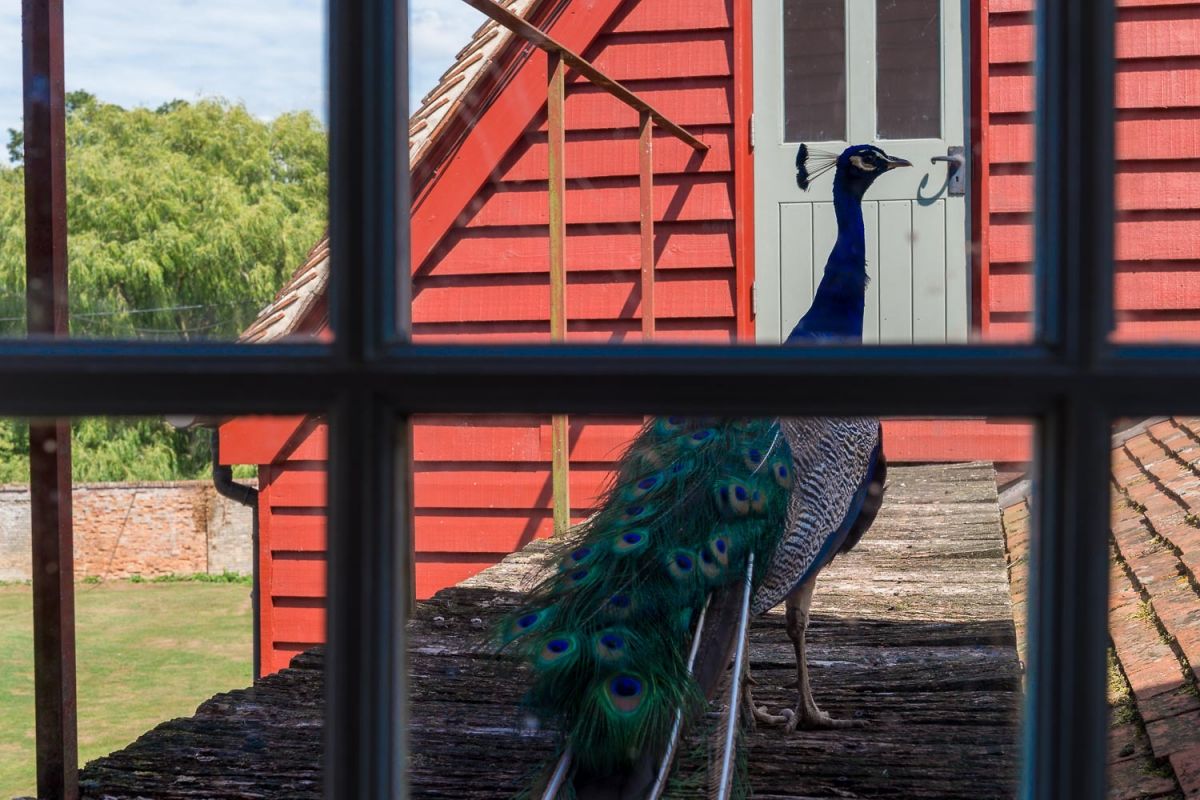 Peacocks at Lovejoys cottages