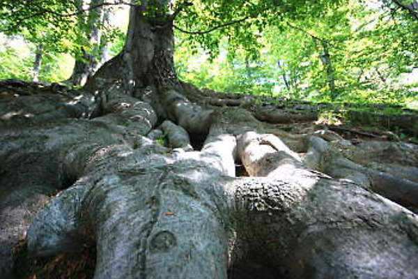Roots 350 opt