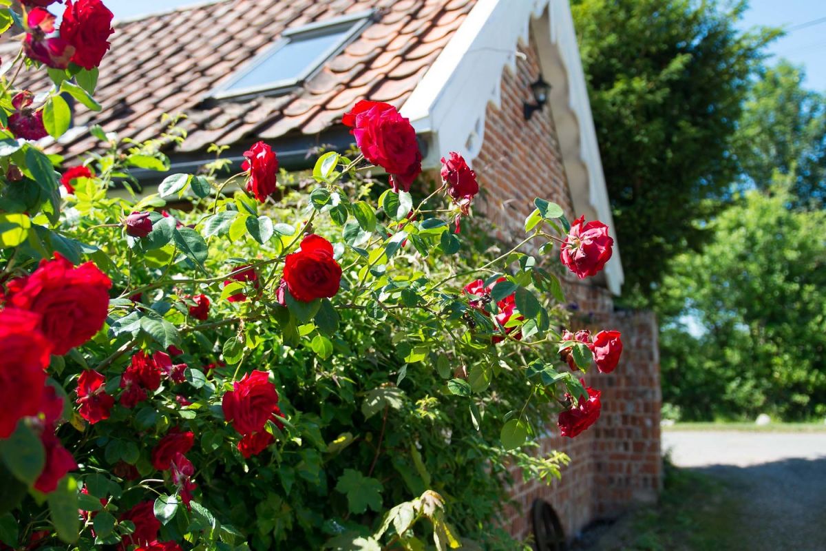 cottage with roses near London