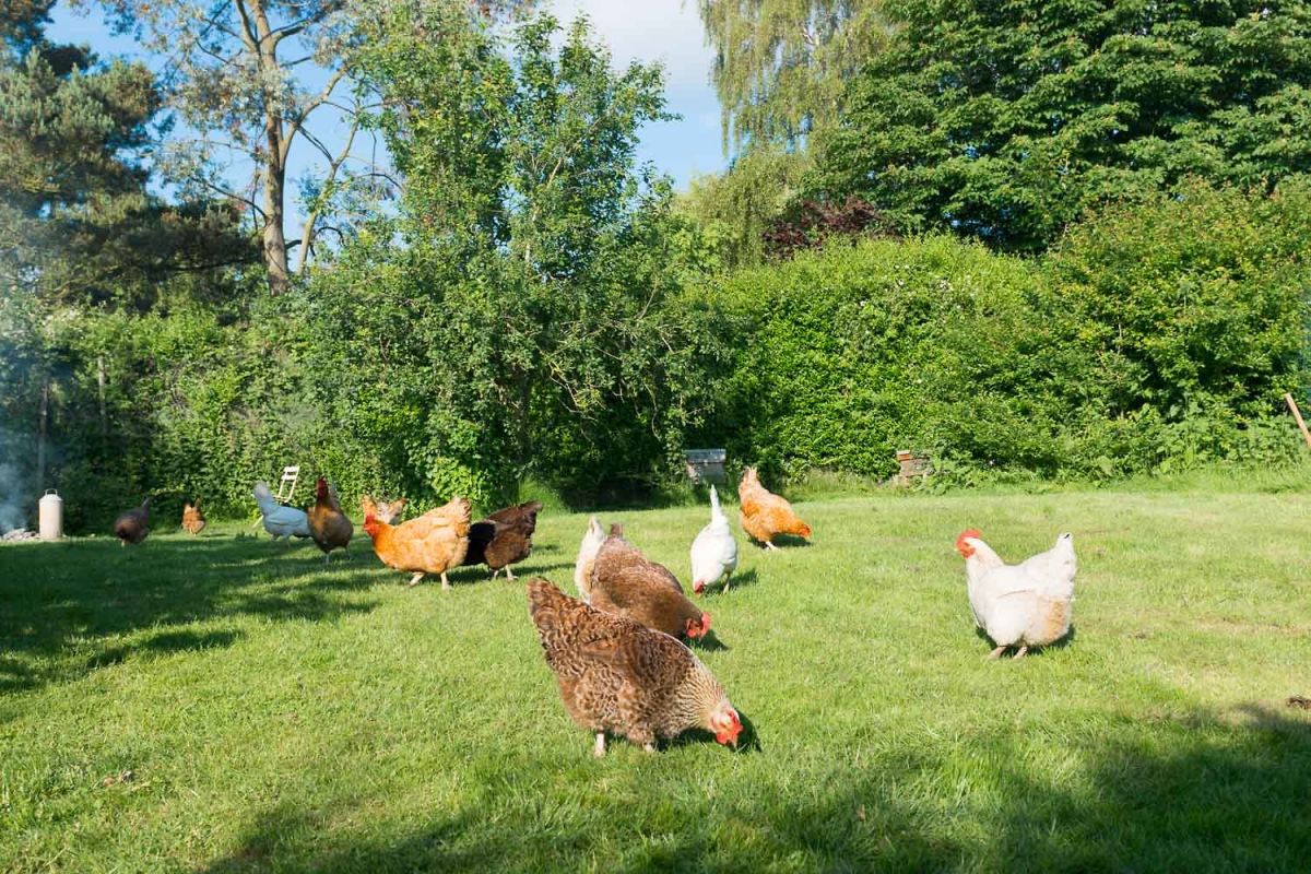 cottages with chickens near London