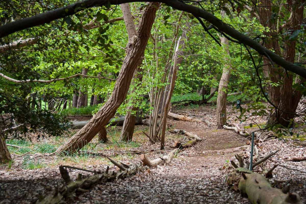 Private Woodland walks at Queenies Cottage