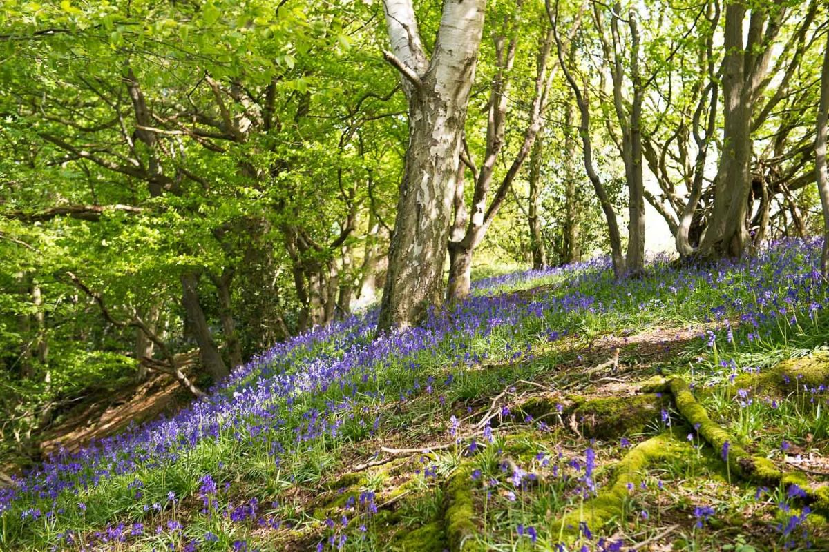 romantic cottages with bluebell woods