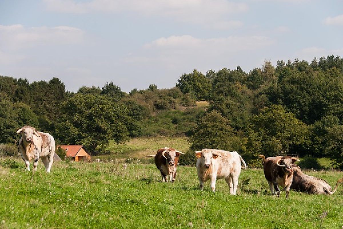 Cows graze the grass in the field