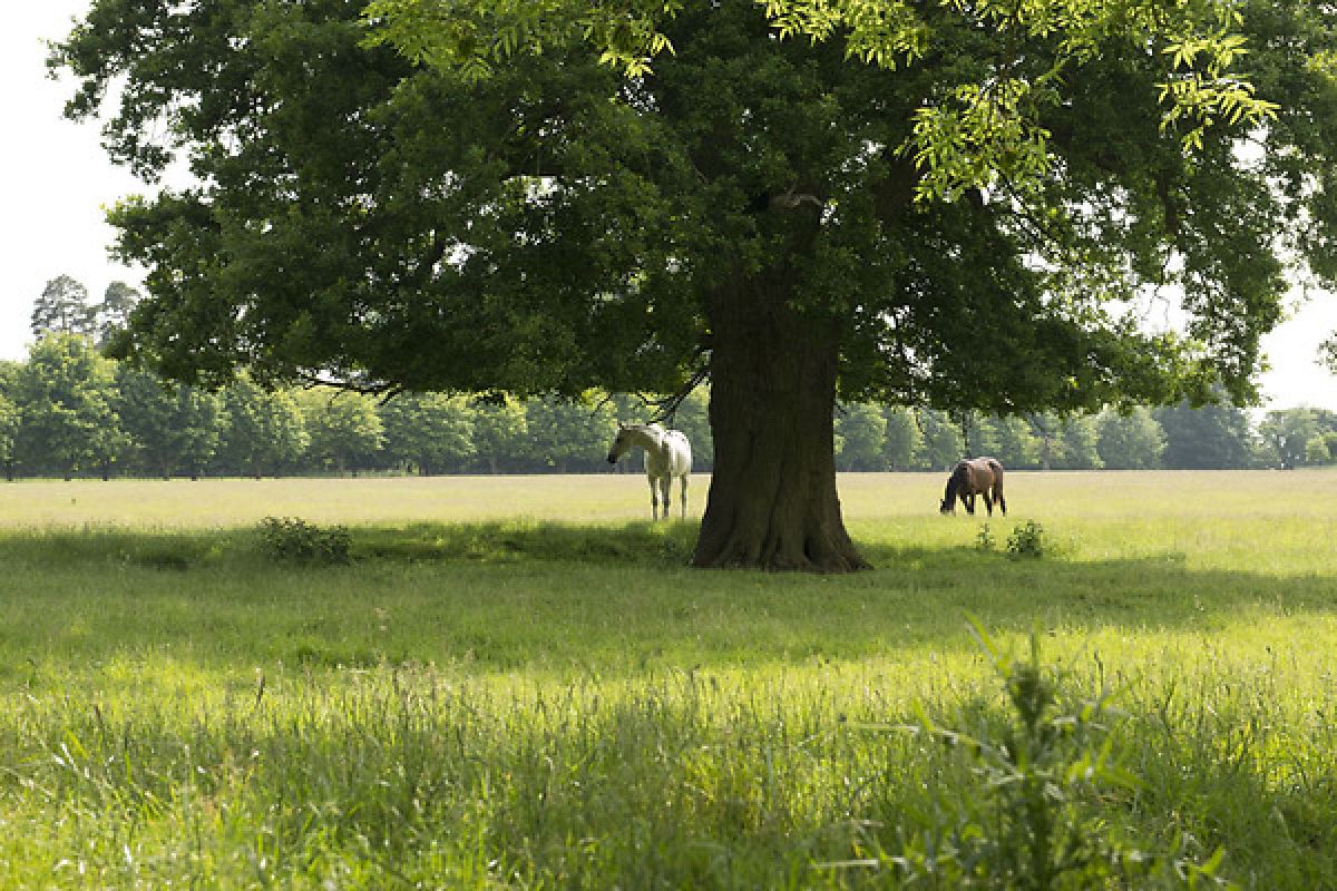 Horses in the romantic Suffolk countryside