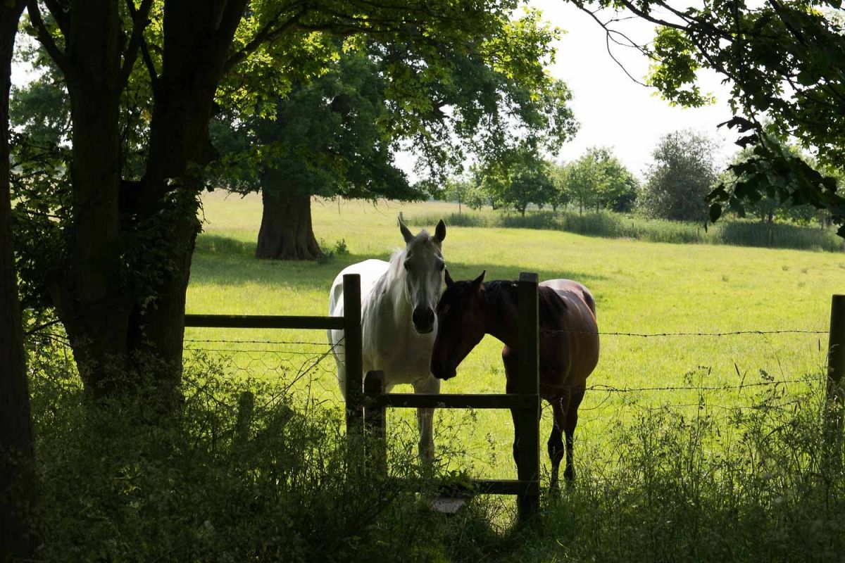 Horses in the Suffolk countryside