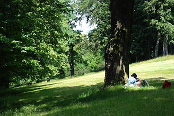 lovers 350 opt