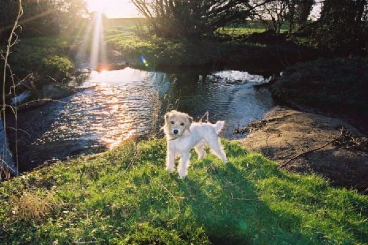 Pet friendly holiday cottages in Suffolk