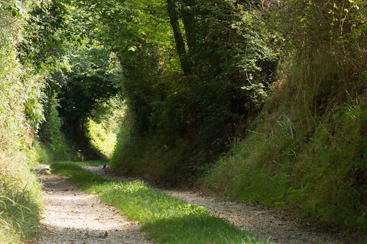 Suffolk countryside lane for rural walks