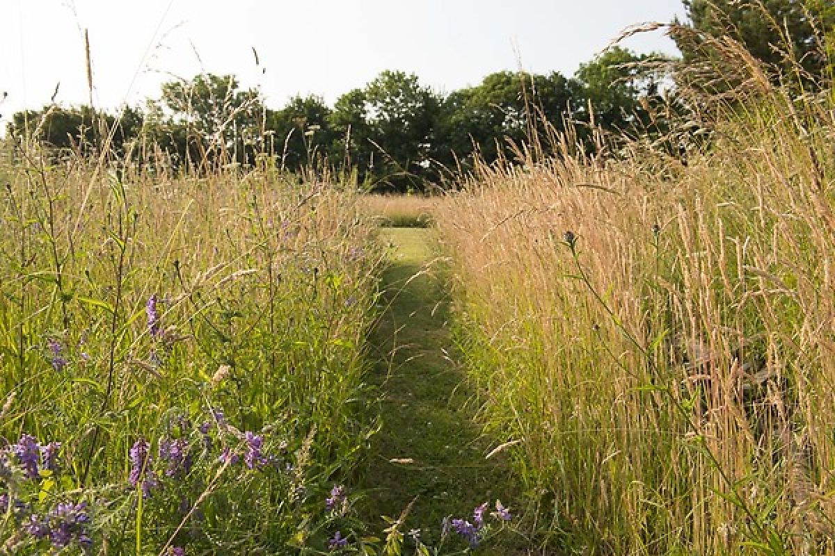 Wildflower meadow pathway in the countryside