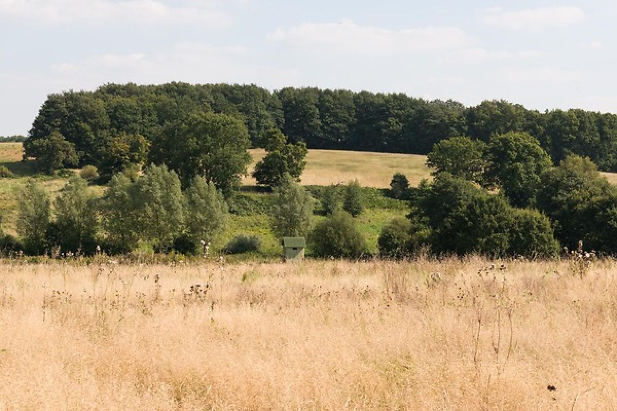Acres of woodland and meadows in Suffolk