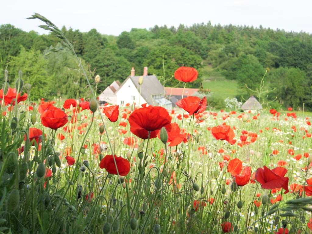 Mill Cottage Suffolk escape to Nature